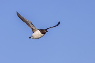 Thick-billed murre, Brünnich's guillemot (Uria lomvia lomvia) flying against blue sky in summer,