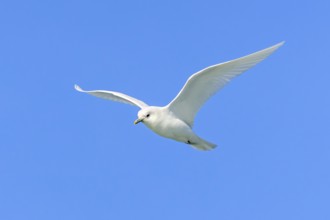 Ivory gull (Pagophila eburnea, Larus eburneus) flying against blue sky along the coast of Svalbard,