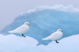 Two ivory gulls (Pagophila eburnea, Larus eburneus) resting on ice floe along the coast of