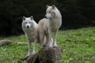Two Arctic wolves, white wolves, polar wolves (Canis lupus arctos) in zoo, wolf species native to