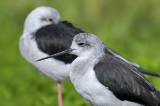 Two black-winged stilts (Himantopus himantopus) resting on one leg in shallow water of pond at