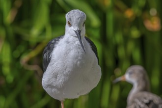 Black-winged stilt (Himantopus himantopus) foraging in shallow water of pond at wetland