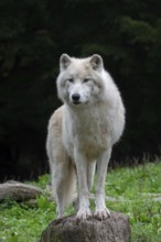 Arctic wolf, white wolf, polar wolf (Canis lupus arctos) in zoo, native to the High Arctic tundra