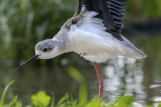 Black-winged stilt (Himantopus himantopus) stretching wings in shallow water of pond at marshland