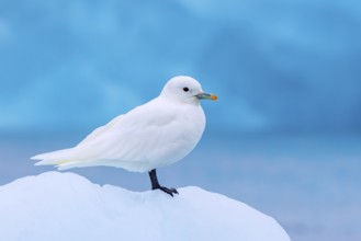 Ivory gull (Pagophila eburnea, Larus eburneus) resting on ice floe along the coast of Svalbard,