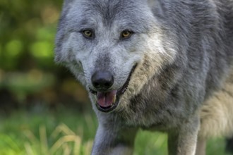 Close-up portrait of black and white Northwestern wolf, Mackenzie Valley wolf, Canadian, Alaskan