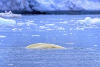 Surfacing beluga whale, white whale (Delphinapterus leucas) showing scars on back by boat propeller