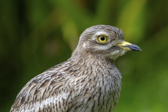 Eurasian stone-curlew, Eurasian thick-knee (Burhinus oedicnemus) close-up portrait