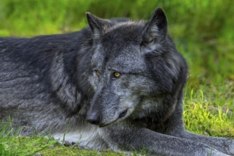 Black Northwestern wolf, Mackenzie Valley wolf, Canadian, Alaskan timber wolf (Canis lupus