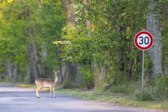 30 km h speed limit traffic sign and European fallow deer doe crossing forest road in spring