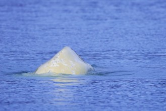 Beluga whale, white whale (Delphinapterus leucas) surfacing to breathe in the Arctic Ocean along