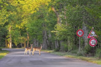 30 km h speed limit traffic sign and two European fallow deer does crossing forest road in spring