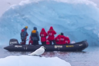 Ivory gull (Pagophila eburnea, Larus eburneus) in front of eco-tourists in Zodiac boat along the