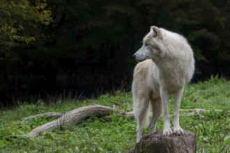 Arctic wolf, white wolf, polar wolf (Canis lupus arctos) in zoo, native to the High Arctic tundra
