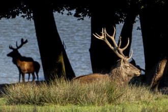 Majestic red deer (Cervus elaphus) stag with big antlers resting in grassland on lake shore during