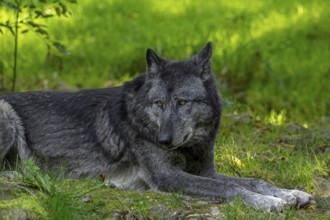 Black Northwestern wolf, Mackenzie Valley wolf, Canadian, Alaskan timber wolf (Canis lupus