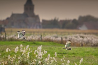 Two flying short-eared owls (Asio flammeus) hunting over meadow in front of village church at dusk