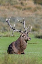 Rutting red deer (Cervus elaphus) stag with big antlers resting in grassland during the rut in