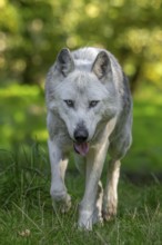 Northwestern wolf, Mackenzie Valley wolf, Canadian, Alaskan timber wolf (Canis lupus occidentalis)