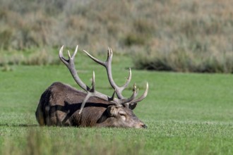 Tired red deer (Cervus elaphus) stag with big antlers sleeping in grassland during the rut in