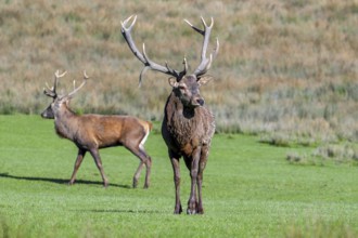 Two red deer (Cervus elaphus) stags with big antlers standing in grassland during the rut in