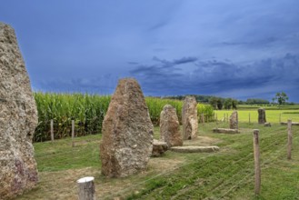 Menhirs, standing stones of conglomerate at Champ de la Longue Pierre in Wéris, Durbuy, province of