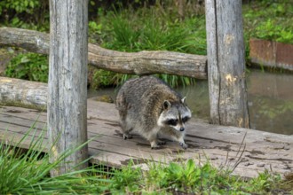 Common raccoon, North American racoon (Procyon lotor) walking over wooden footbridge, invasive