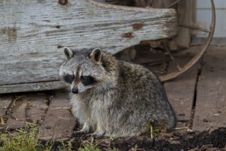 Common raccoon, North American racoon (Procyon lotor) in front of wooden shed, invasive species