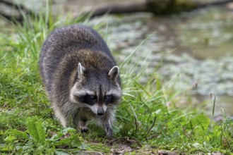 Common raccoon, North American racoon (Procyon lotor) foraging along river bank, invasive species