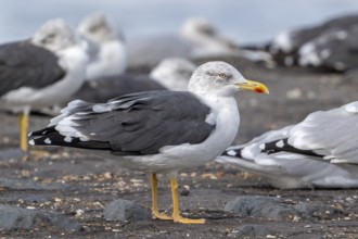 Lesser black-backed gulls (Larus fuscus) resting on high tide refuge during high water along the