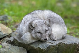 Arctic fox, white fox, polar fox, snow fox (Vulpes lagopus) sleeping curled up on rock, showing
