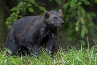Wolverine, glutton, carcajou (Gulo gulo) hunting in forest, native to Scandinavia, Russia, Siberia,