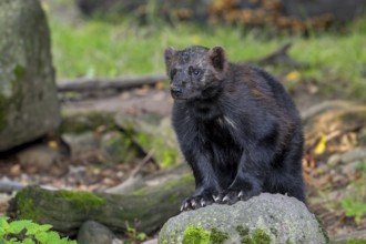 Wolverine, glutton, carcajou (Gulo gulo) showing its big paws with crampon-like claws in forest,