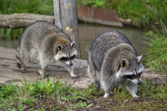 Two common raccoons, North American racoons (Procyon lotor) walking over wooden footbridge,