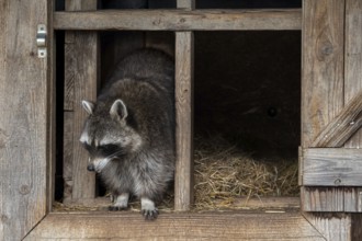 Common raccoon, North American racoon (Procyon lotor) emerging in open window of wooden shed,