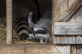 Two common raccoons, North American racoons (Procyon lotor) resting in wooden shed, invasive