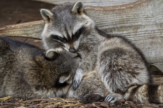 Two sleeping common raccoons, North American racoons (Procyon lotor) huddled together for warmth,