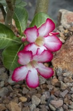 Desert rose, Sabi sStar, mock azalea, impala lily, elephants foot (Adenium obesum) in flower,