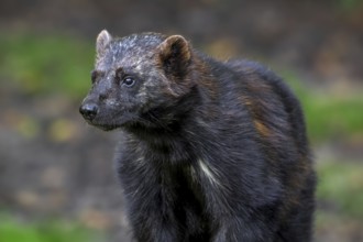 Wolverine, glutton, carcajou (Gulo gulo) close-up portrait in forest, native to Scandinavia,