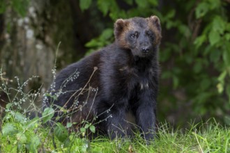Wolverine, glutton, carcajou (Gulo gulo) foraging in forest, native to Scandinavia, Russia,