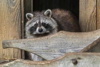 Common raccoon, North American racoon (Procyon lotor) emerging from wooden shed, invasive species