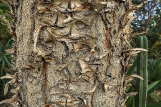 Giant Spanish dagger (Yucca carnerosana, Samulea carnerosana) close-up of trunk, native to northern
