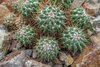 Mother of hundreds (Mammillaria compressa), cactus native to northern and southern Mexico