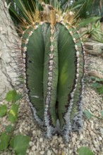 Bishop's cap, monk's hood cactus (Astrophytum ornatum), cactus endemic to the Central Plateau of