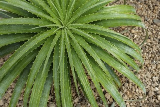 Hechtia roseana, succulent plant with spiny leaves endemic to Mexico