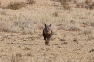 Brown hyena (Parahyaena brunnea), adult walking in dry grassland, facing camera, Kgalagadi