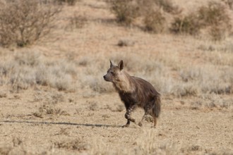 Brown hyena (Parahyaena brunnea), adult running in dry grassland, Kgalagadi Transfrontier Park,