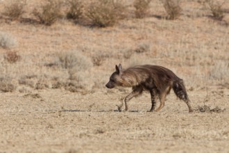 Brown hyena (Parahyaena brunnea), adult walking in dry grassland, Kgalagadi Transfrontier Park,
