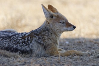 Black-backed jackal (Lupulella mesomelas), adult, lying in the dry grassland, resting in the shade,