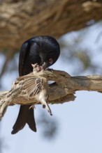 Fork-tailed drongo (Dicrurus adsimilis), adult, sitting on a branch, eating, a sociable weaver